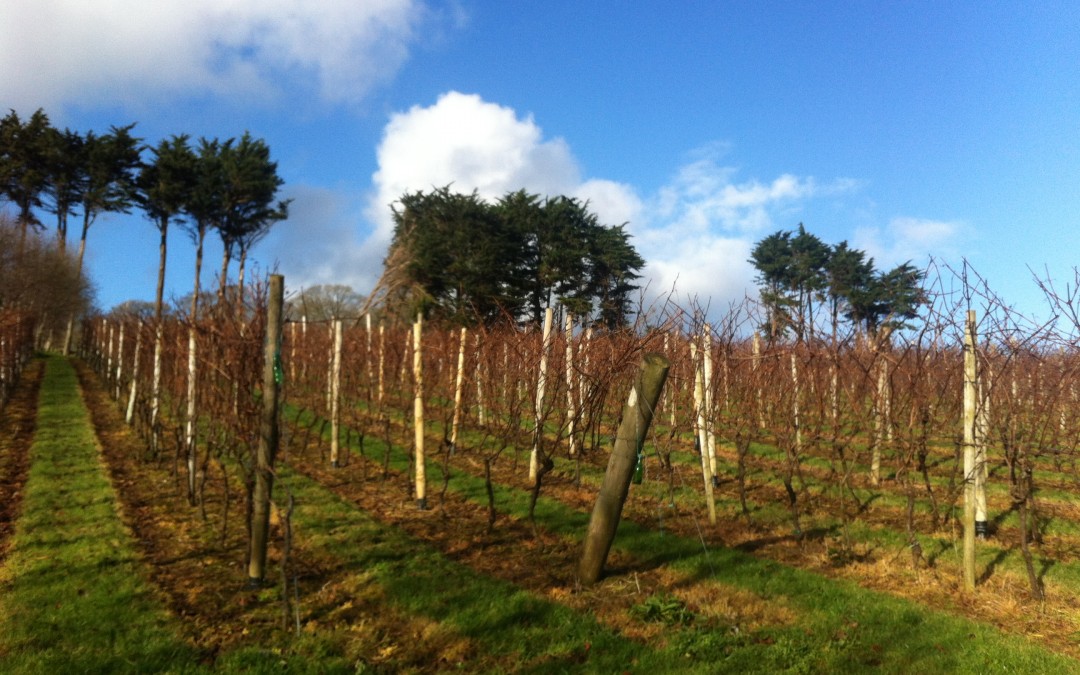 Pruning activities in the Vineyard